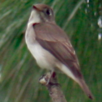 Asian Brown Flycatcher