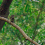 Muscicapa