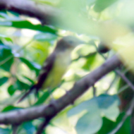 Green-backed Flycatcher in Vietnam