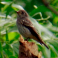 Grey-streaked Flycatcher