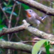 Red-breasted Flycatcher