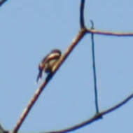 Bar-Winged Flycatcher-Shrike in Vietnam