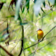 Yellow-rumped Flycatcher