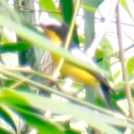 Yellow-rumped Flycatcher