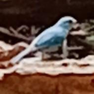 Verditer Flycatcher in Vietnam