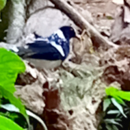Spotted Forktail
