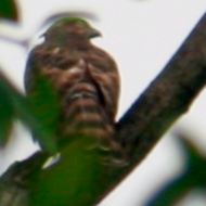 Crested Goshawk in Vietnam