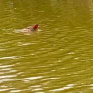 Little Grebe in Vietnam