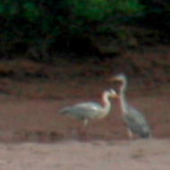 Grey herons at the Xuan Thuy National Park Vietnam