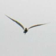 Brown-headed Gull