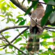 Large Hawk-Cuckoo