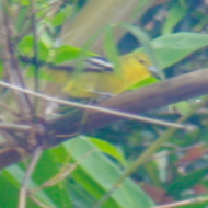 Common Iora in Vietnam