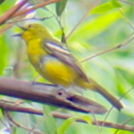 Common Iora in Vietnam