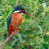 Common kingfisher