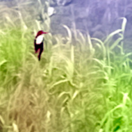 White-Throated Kingfisher
