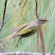 Claudia's Leaf Warbler in Vietnam