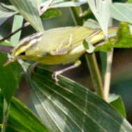 Limestone Leaf Warbler in Vietnam