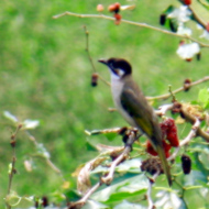 Light-Vented Bulbul
