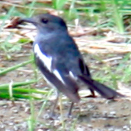 Oriental Magpie-Robin in Vietnam