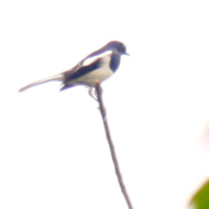 Oriental Magpie-Robin