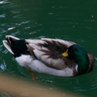 Mallard in Vietnam