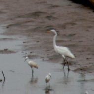 Medium Egret and little egrets at the Xuan Thuy National Park Vietnam