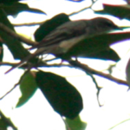 A female ashy minivet