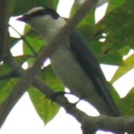 Ashy Minivet