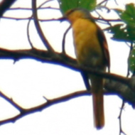 Campephagidae in Vietnam