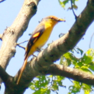 Long-Tailed Minivet in Vietnam