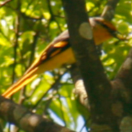 Rosy Minivet in Vietnam