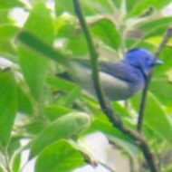 Black-Naped Monarch