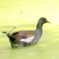 Common Moorhen in Vietnam