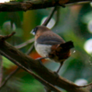 White-bellied Munia in Vietnam