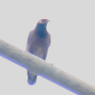 Common Myna in Vietnam