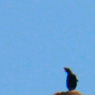 Great Myna in Vietnam