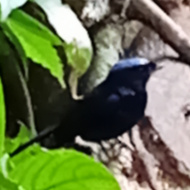 Large niltava in Vietnam