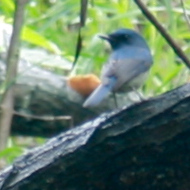 Small Niltava in Vietnam