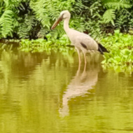 Asian Openbill in Vietnam