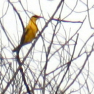 Black-naped oriole in Vietnam