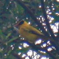Black-naped oriole in Vietnam