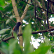Blyth's Paradise-Flycatcher in Vietnam