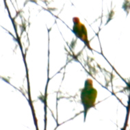 Red-Breasted Parakeet in Vietnam