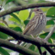 Olive-Backed Pipit