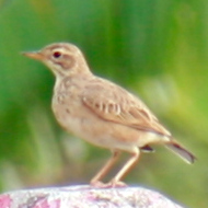 Paddyfield Pipit in Vietnam