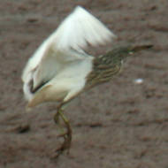 Chinese Pond Heron