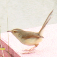 Prinia in Vietnam
