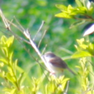 Rufescent Prinia in Vietnam