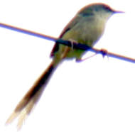 Yellow-bellied Prinia
