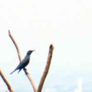 Blue Rock Thrush 